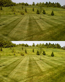Lawn Striping Services